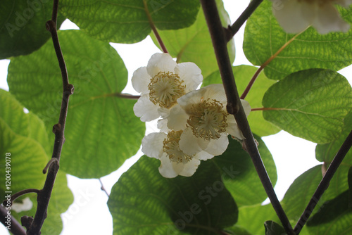 delicate kiwi blossoms on branches
