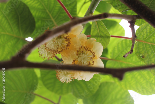 kiwi flowers and lush green