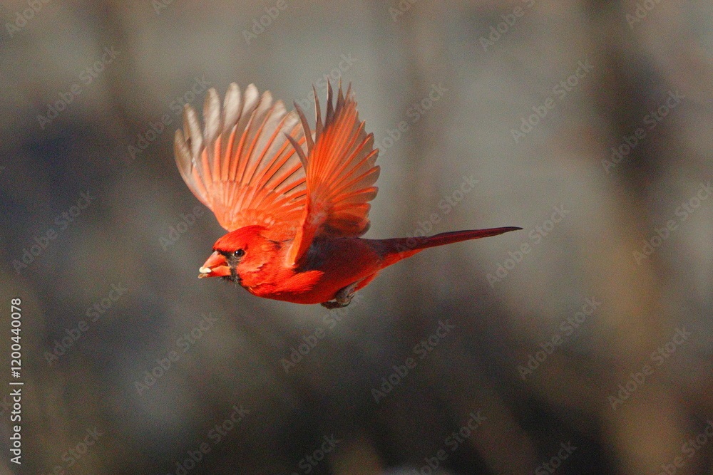 Ταπετσαρία Male norther cardinal red bird inflight against blurry blue background