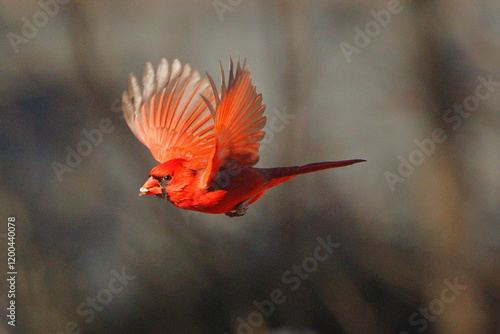 фотографія Male norther cardinal red bird inflight against blurry blue background