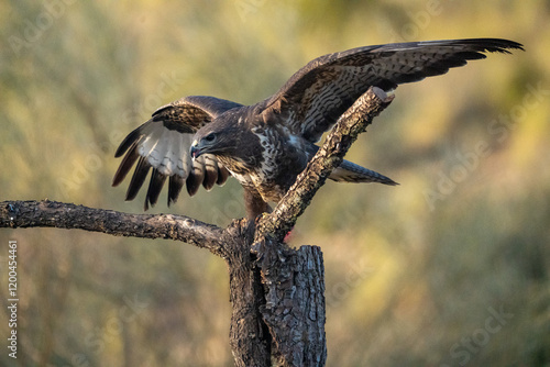 Common buzzard (Buteo buteo) photographed in Spain
