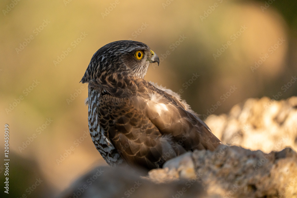 Fototapeta premium Common Sparrowhawk (Accipiter nisus) photographed in Spain