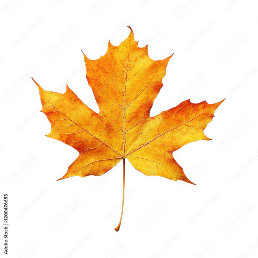 vibrant yellow maple leaf on a plain white background. showcasing its intricate veins and natural texture this representation highlights the beauty of autumn foliage. often used in design. art. or edu vibrant yellow maple leaf on a plain white background. showcasing its intricate veins and natural texture this representation highlights the beauty of autumn foliage. often used in design. art. or edu