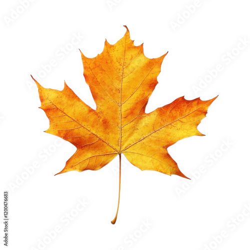 Wallpaper Mural vibrant yellow maple leaf on a plain white background. showcasing its intricate veins and natural texture this representation highlights the beauty of autumn foliage. often used in design. art. or edu Torontodigital.ca