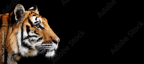 トラの横顔のポートレート。黒背景。（Tiger portrait with copy space on black background）
 photo