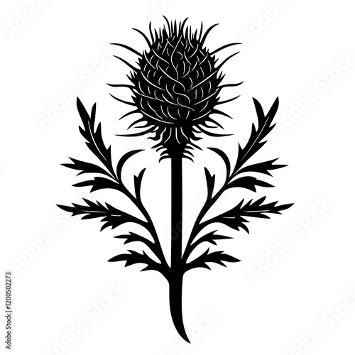 Scottish thistle symbol vector image black only with white background photo