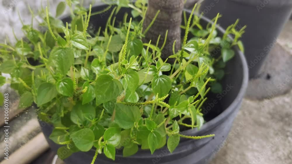 Peperomia pellucida or pepper elder, or shining bush plant, or crab claw herb, or crab claw herb is a shallow-rooted annual herb, characterized by succulent, shiny, heart-shaped stems, fleshy leaves. Peperomia pellucida or pepper elder, or shining bush plant, or crab claw herb, or crab claw herb is a shallow-rooted annual herb, characterized by succulent, shiny, heart-shaped stems, fleshy leaves.