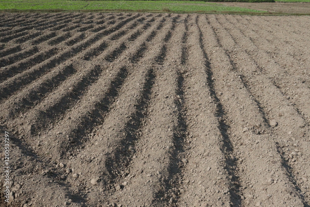 soil bed on field for potato plantation soil bed on field for potato plantation
