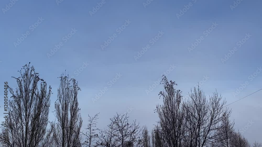 Many birds fly from tree to another tree.Spring or autumn background with flying flocks of birds. Many birds fly from tree to another tree.Spring or autumn background with flying flocks of birds.