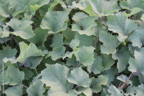 Xanthium strumarium flower on plant photo