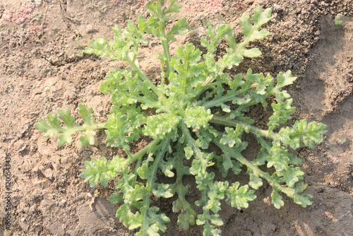 Grangea maderaspatana or Madras Carpet plant photo