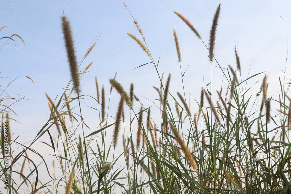 Napier grass flower plant on field Napier grass flower plant on field