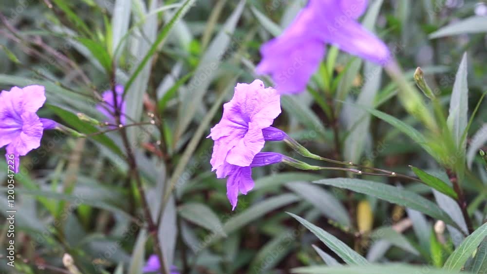Vibrant Purple Ruellia Flowers in a Lush Green Botanical Garden Setting Vibrant Purple Ruellia Flowers in a Lush Green Botanical Garden Setting