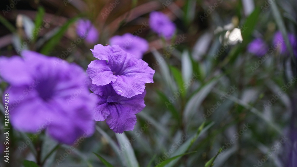 Close-up of a vibrant purple Ruellia simplex flower in a natural setting Close-up of a vibrant purple Ruellia simplex flower in a natural setting