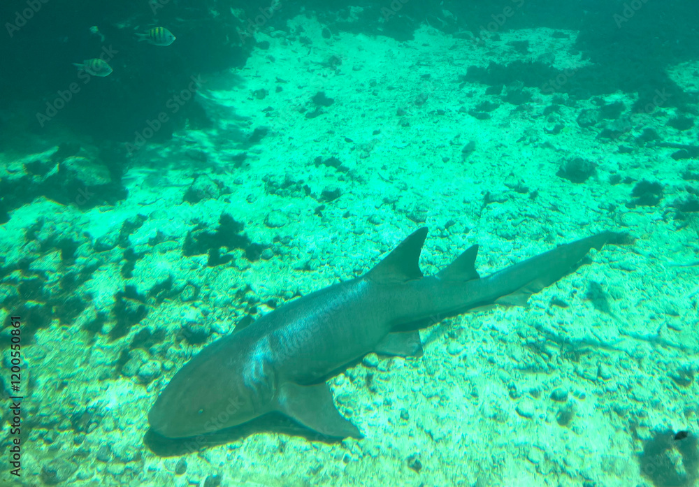 Fototapeta premium Tiburon en laguna Playa del Carmen México