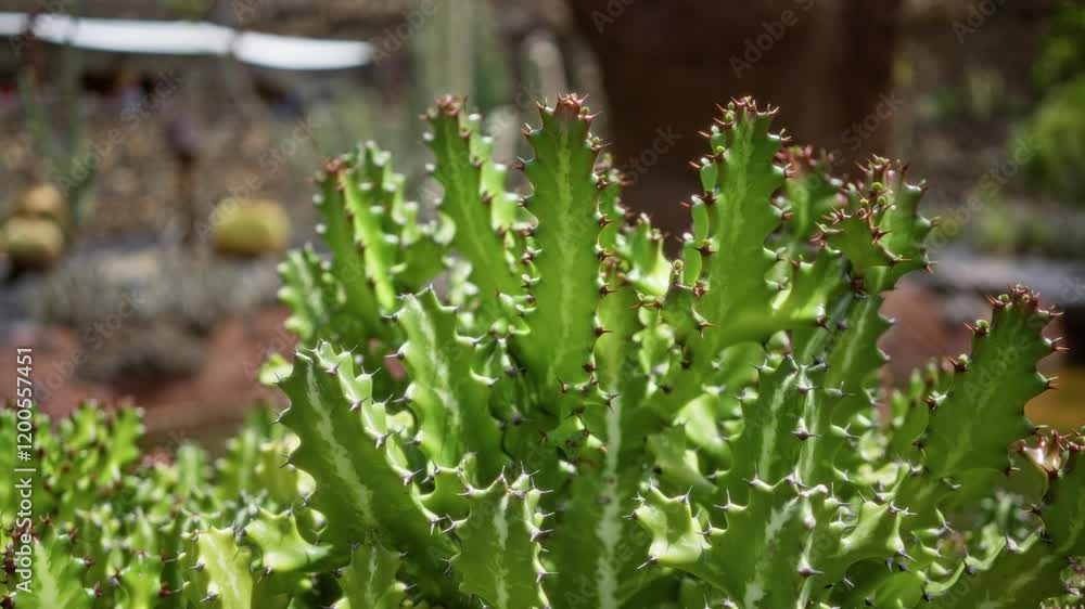 Green euphorbia trigona growing in daylight in an outdoor cactus garden in lanzarote, canary islands, showcasing the plant's unique spiny structure. Green euphorbia trigona growing in daylight in an outdoor cactus garden in lanzarote, canary islands, showcasing the plant's unique spiny structure.