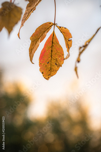 autumn leaves