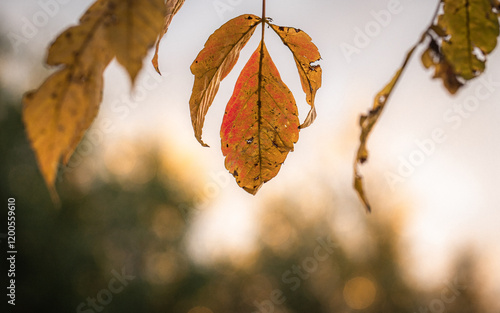 autumn leaves