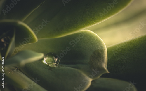 Droplet on Leaf
