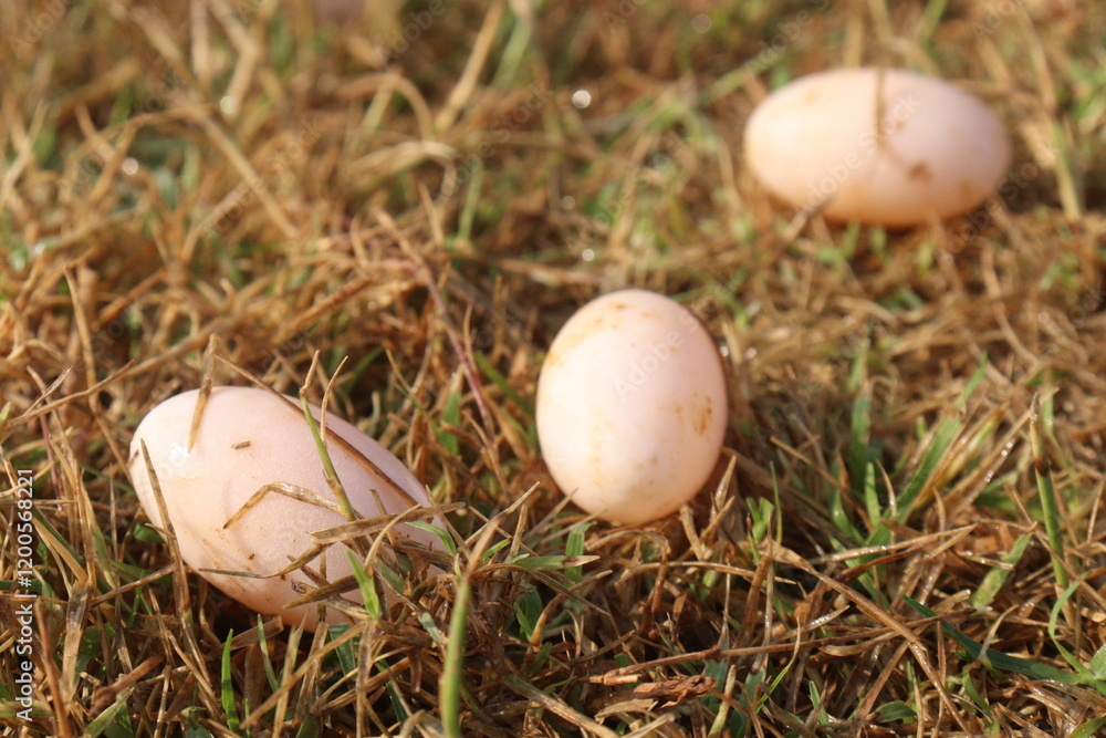 Terrapin eggs stock on grass Terrapin eggs stock on grass