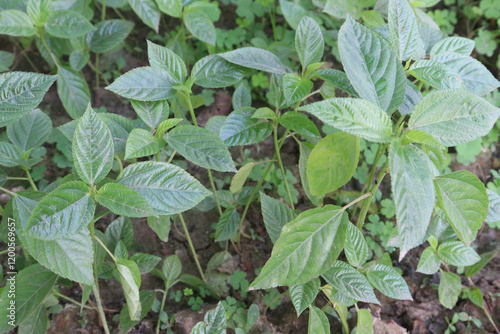 Strobilanthes phyllostachya flower plant on farm photo