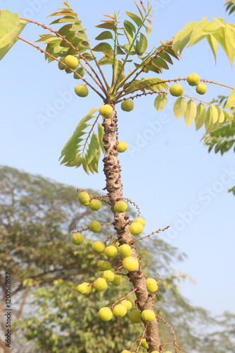 Phyllanthus acidus on tree in farm photo