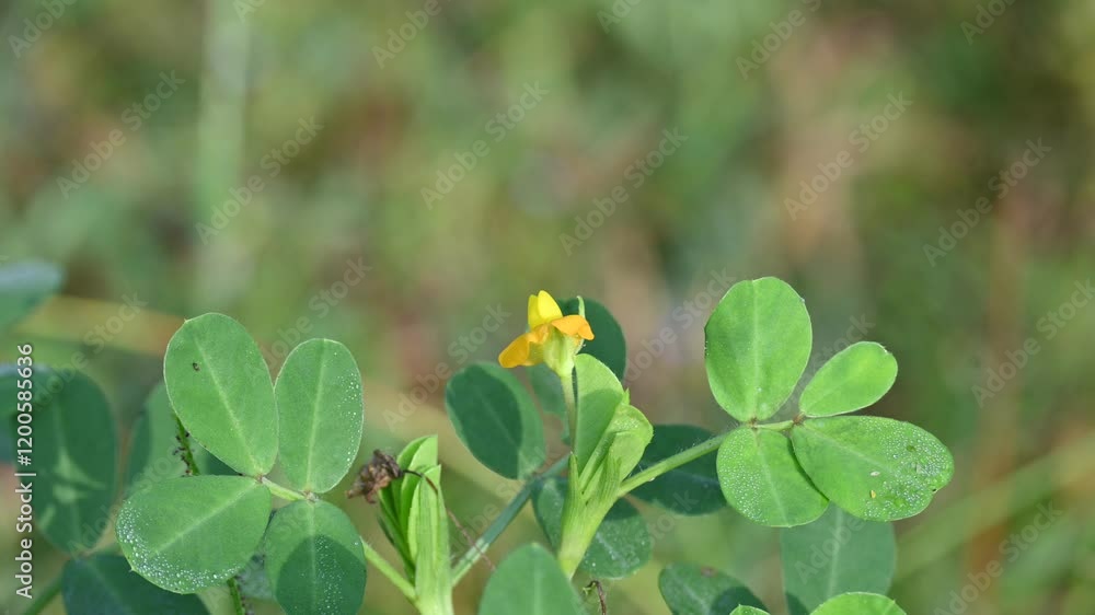 Peanut flower in field. Its other names Arachis hypogaea, groundnut, goober pea, pindar pea and monkey nut. This is a legume crop grown mainly for its edible seeds. Peanut flower in field. Its other names Arachis hypogaea, groundnut, goober pea, pindar pea and monkey nut. This is a legume crop grown mainly for its edible seeds.