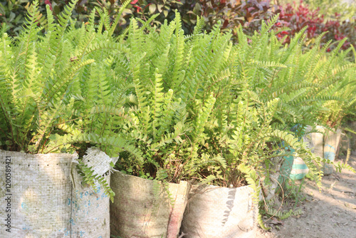 Nephrolepis exaltata plant on bag in farm photo