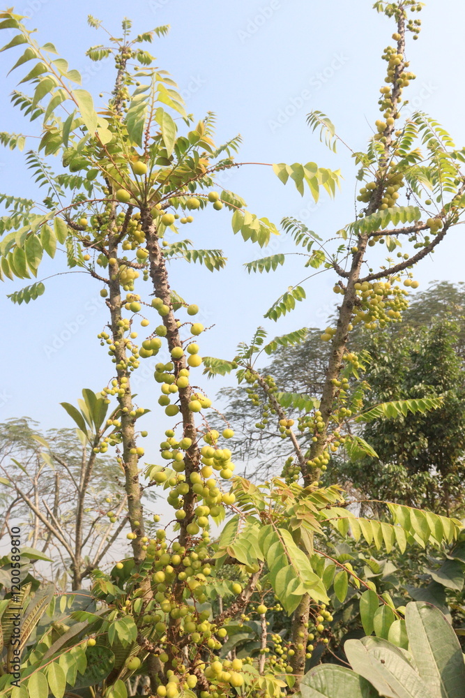 Phyllanthus acidus on tree in farm Phyllanthus acidus on tree in farm