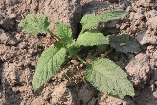 Heliotropium indicum, commonly known as Indian heliotrope on jungle photo