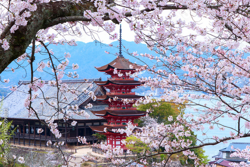 春爛漫、桜と五重の塔と千畳閣