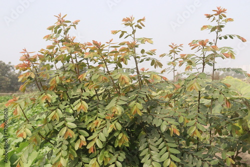 Senna siamea medicinal plant on jungle photo