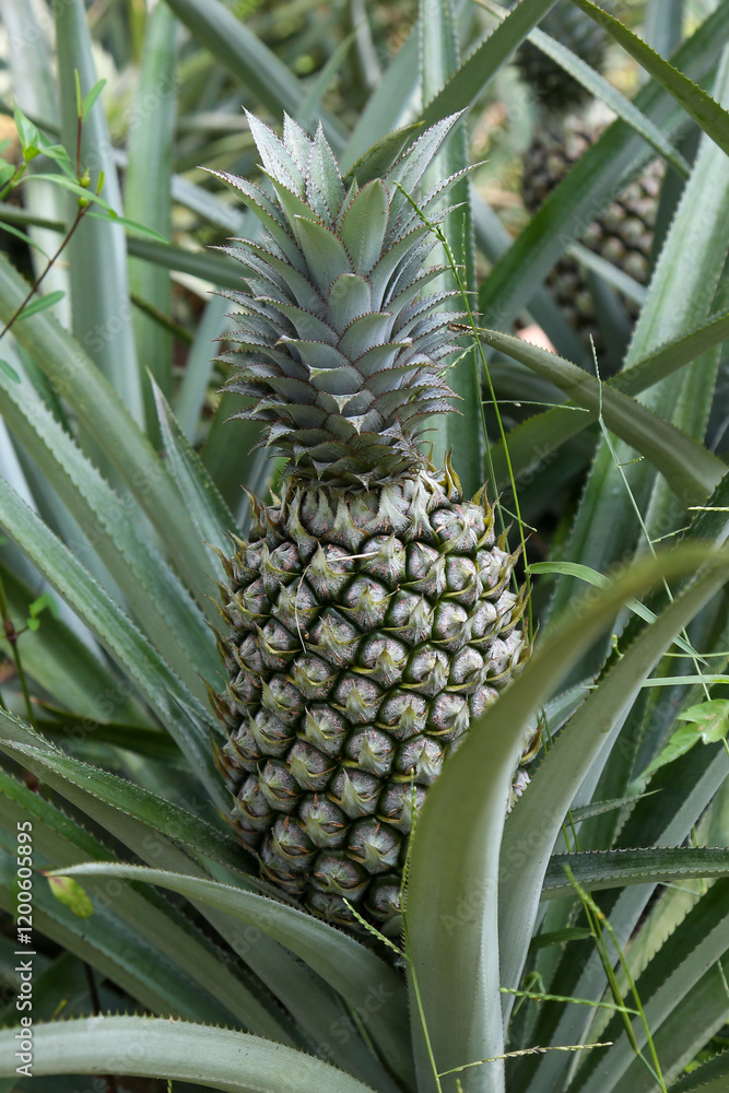Pineapple Plantation, Plant Field, Pineapple tropical fruit growing in the garden, Close-up of pineapple trees, Fresh fruit ,Cultivation of fruit, Pineapple background, Ananas comosus,A lot of fruits Pineapple Plantation, Plant Field, Pineapple tropical fruit growing in the garden, Close-up of pineapple trees, Fresh fruit ,Cultivation of fruit, Pineapple background, Ananas comosus,A lot of fruits