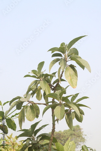 Phytolacca dioica plant on nursery for sell photo