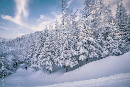 Winter view of a male hiker walking on snow covered road with hoar frost on needle leaf trees at Daegwallyeong and Seonjaryeong Pass near Pyeongchang-gun, South Korea photo