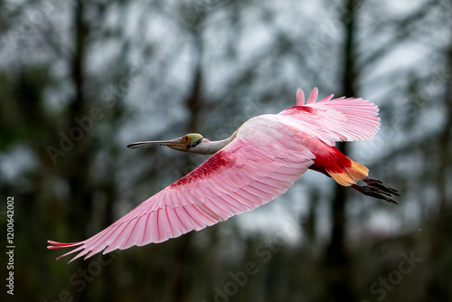 Fotografie Roseate spoonbill