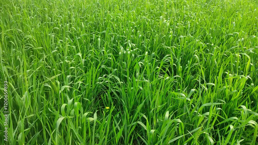 Young wheat seedlings growing in a field. Green wheat growing in soil. Close up on sprouting rye agricultural on a field in sunset. Sprouts of rye. Young wheat seedlings growing in a field. Green wheat growing in soil. Close up on sprouting rye agricultural on a field in sunset. Sprouts of rye.
