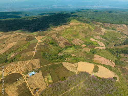 Aerial view of a lush forest with vibrant pink blossoms under a bright blue sky. The scenic landscape features rolling hills and distant mountains evoking a sense of tranquility and natural beauty photo