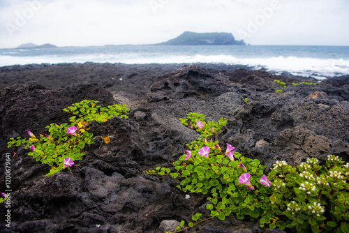 Spring view of sea bells(Calystegia soldanella) with pink flower on volcanic rocks against Seongsan Ilchulbong Tuff Cone at Gwangchigi Beach near Seogwipo-si, Jeju-do, South Korea photo