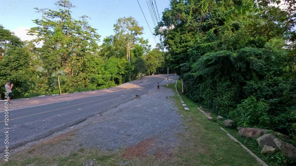 Monkeys Crossing Road in Khao Yai Monkeys Crossing Road in Khao Yai