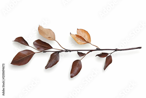 A Single Branch with Dried ...