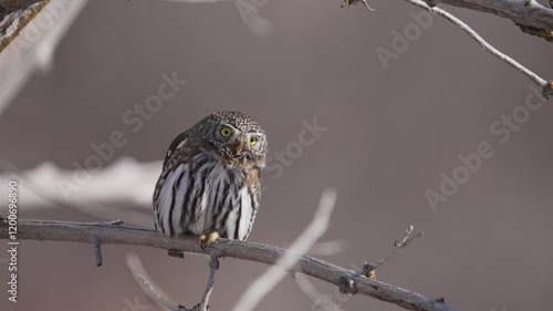 Northern Pygmy Owl perched in a tree looking around in the Utah wilderness as it hunts. photo