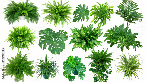 Lush Green Foliage Collecti...