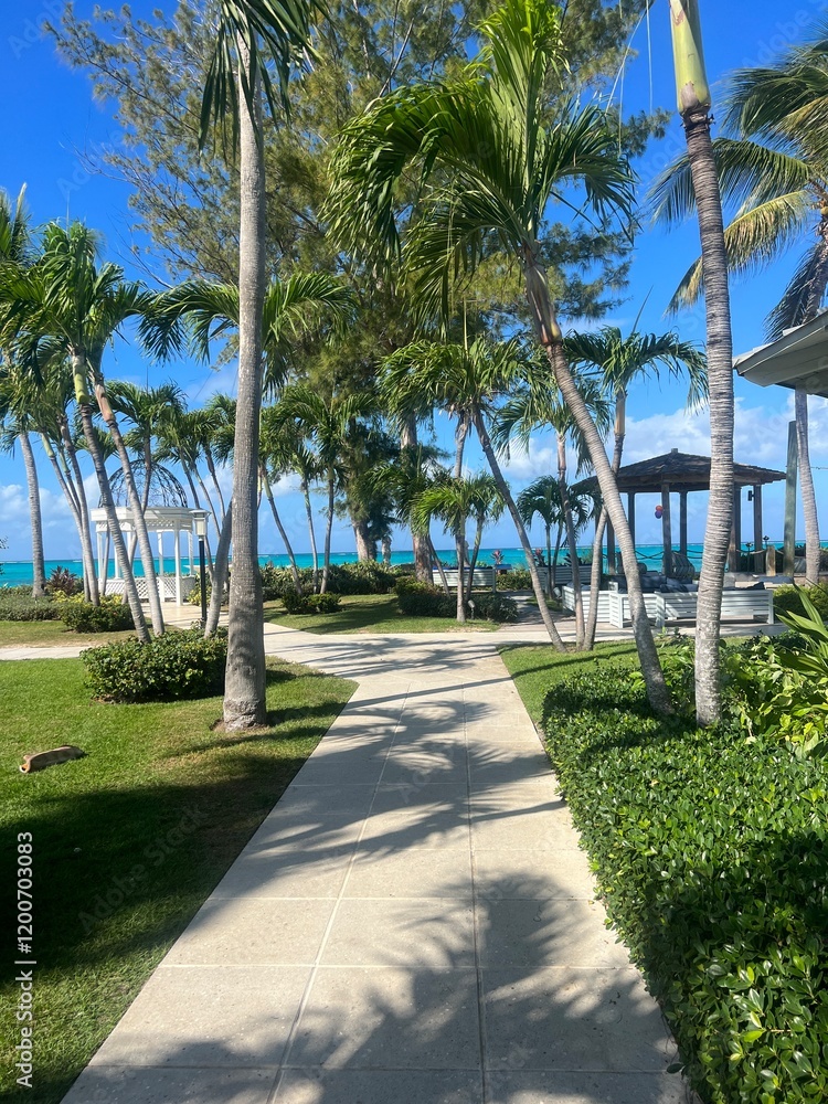 Fototapeta premium Palm trees