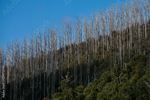 Canvastavla Regeneration After The Bush Fires Around Marysville Victoria 2019