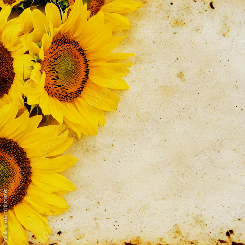 Sunflowers lie beautifully ...
