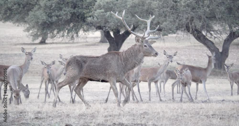 Male red deer controlling the harem females during the rutting season in a Mediterranean forest landscape. Male red deer controlling the harem females during the rutting season in a Mediterranean forest landscape.