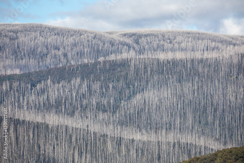 Photos Thousand Of Dead Mountain Ash Tree's With Bush Regeneration After The Bush Fires Around Marysville Victoria 2019