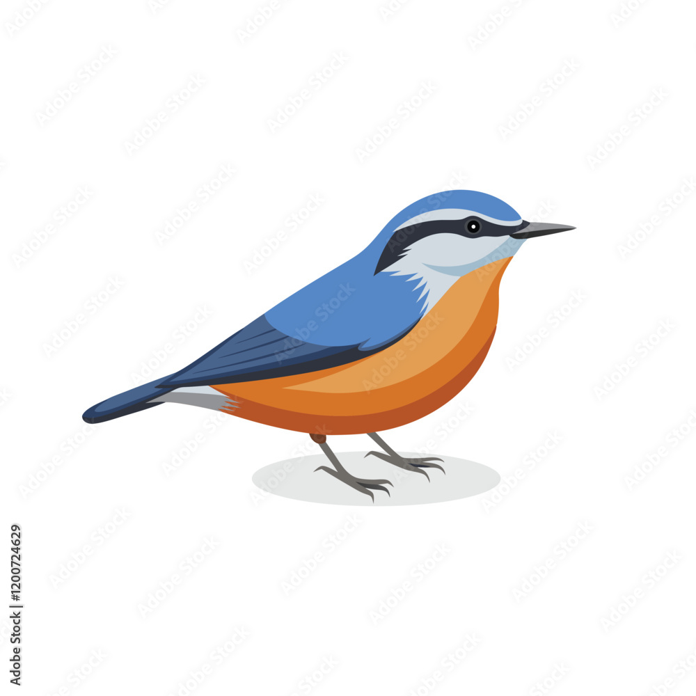 Fototapeta premium Nuthatch bird isolated flat vector illustration on white background