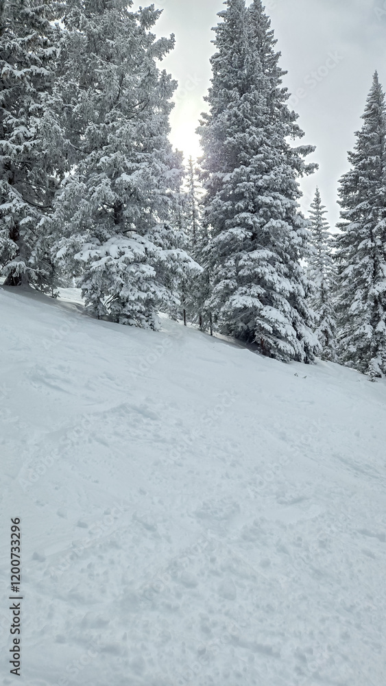 Naklejka premium Snow Skiing in Colorado